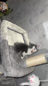 Lieve kitten - afbeelding 2