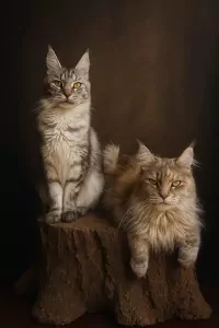 Mainecoon xl - afbeelding 4