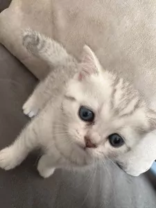 prachtige Britse Korthaar Kittens. Lief, Gezond - afbeelding 5