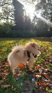 Wij zoeken een nieuw, liefdevol thuis voor onze lieve Snowy - afbeelding 5