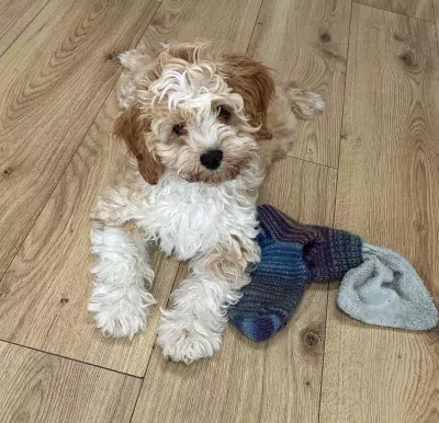 Australian labradoodle te koop verkopen Oldenzaal Nederland - 5468