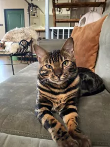 Bengaalse Kat te koop verkopen Oude-Tonge Nederland - 5290