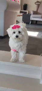 Maltezer teefje 4 jaar - afbeelding 3