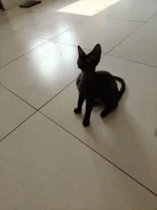 teef nestjes
