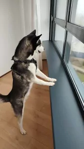 Husky zoekt een nieuwe plek. - afbeelding 2