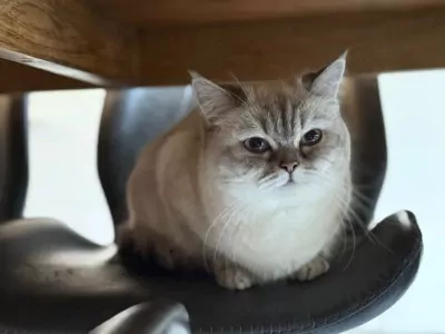 Brits korthaar blue point - afbeelding 2