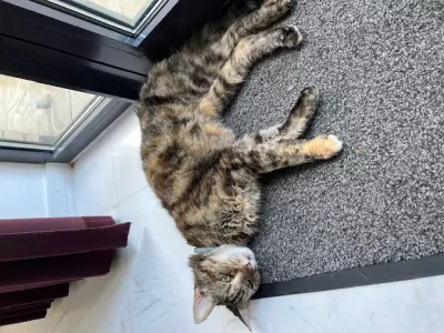 Ik zoek een nieuw plekje  🐱💕 - afbeelding 4