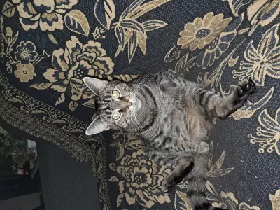 Geen Raskat te koop verkopen Weert Nederland - 5310