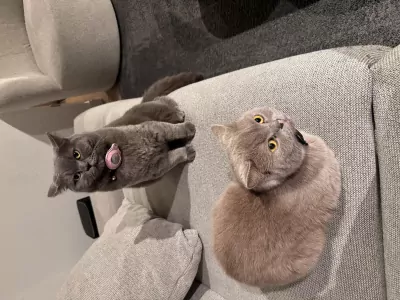 Britse Korthaar Coco zoekt een liefdevol nieuw thuis 🐾 - afbeelding 6