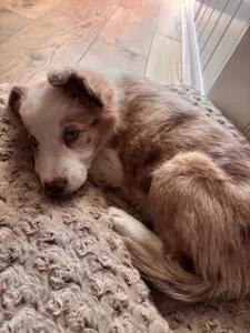 Border collie pup van 9 weken - afbeelding 3