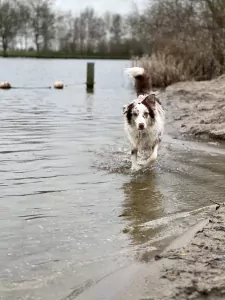 Enthousiaste aussie kruising - afbeelding 6