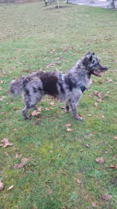 Australian shepherd kruising Romeense herder - afbeelding 5