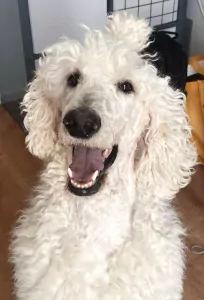 Nieuw huisje guus - afbeelding 2