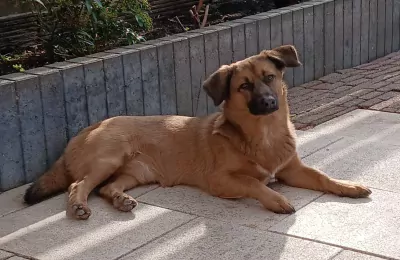 korthaar te koop verkopen Den Helder Nederland - 4691