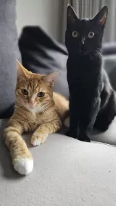 2 leuke katten te koop - afbeelding 5