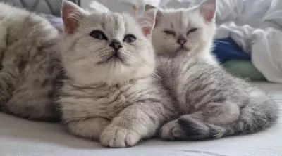 Britse Korthaar kittens katers - afbeelding 2