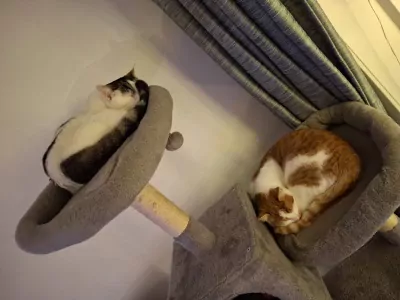 Europese Korthaar te koop verkopen Goes Nederland - 5068