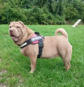 Shar-Pei te koop verkopen Alkmaar Nederland - 5729