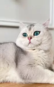 Brits Korthaar te koop verkopen Antwerpen Belgie - 5163