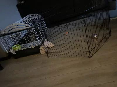 Mama dwergkonijn en haar 2 kindjes - afbeelding 4