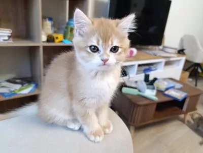 Brits korthaar en langhaar kittens - afbeelding 4