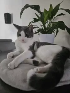 2 bijna 1jarige kittens te koop - afbeelding 3