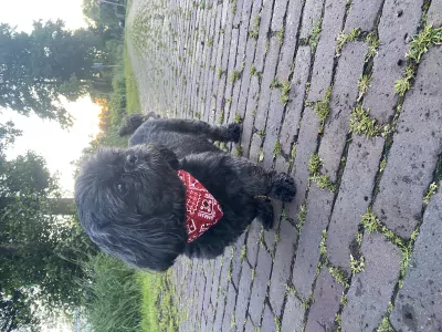 teef nestjes
