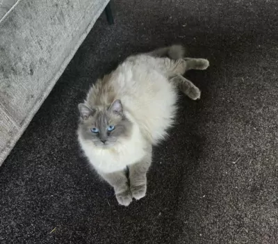 Lieve Ragdoll | 6 jaar - afbeelding 2
