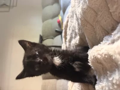 lieve kittens - afbeelding 2