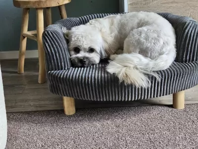 Lief boomer hondje - afbeelding 4