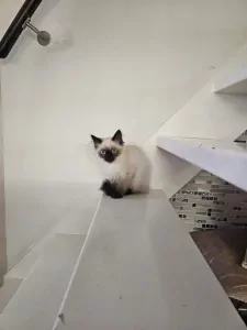 Kittens - afbeelding 3