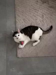 Lieve poes zoekt een warm en liefdevol thuis - afbeelding 3