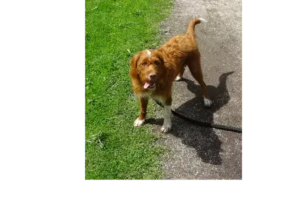 teef nestjes