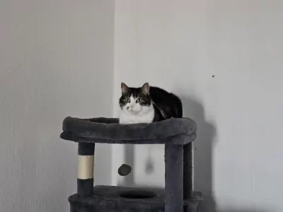 Lief poes tekoop - afbeelding 2