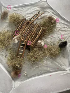 Hamster te koop verkopen Lemmer Nederland - 5484