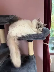 Lieve prachtige witte Ragdoll kater - afbeelding 4