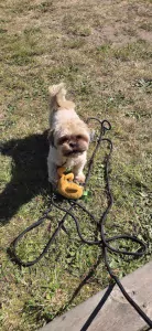 Shih Tzu pup Coco zoekt liefdevol huisje - afbeelding 2