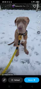 Pitbull x cane corso zoekt nieuw huisje - afbeelding 2