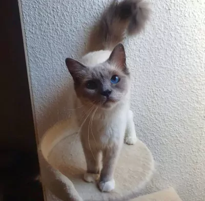 Ragdoll te koop verkopen Voorst Oude IJsselstreek Nederland - 5671