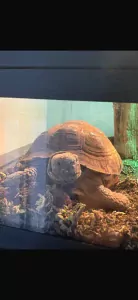 Schildpad te koop verkopen Den haag Nederland - 5192