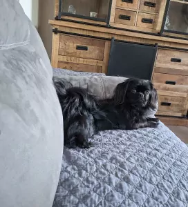 Tibetaanse Spaniel te koop verkopen Hoogland Nederland - 4989