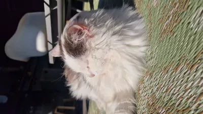 Wollige Boef zoekt warm huisje! - afbeelding 2