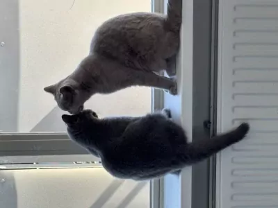 kitten - afbeelding 3