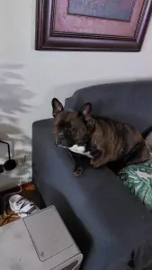 Lana de Pocket Bully - afbeelding 3