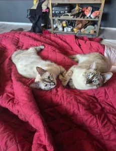 Bengaalse Kat te koop verkopen Rosmalen Nederland - 5478