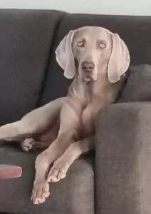 teef nestjes
