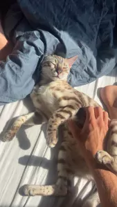 Seal lynx vol ras Bengaalse kater 1 jaar oud - afbeelding 4