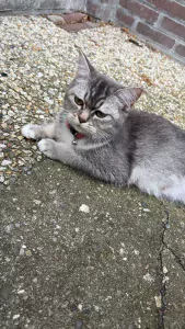 teef nestjes