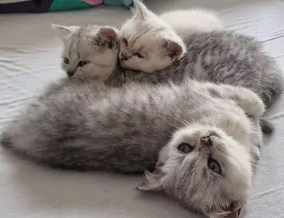 Britse Korthaar kittens katers - afbeelding 4