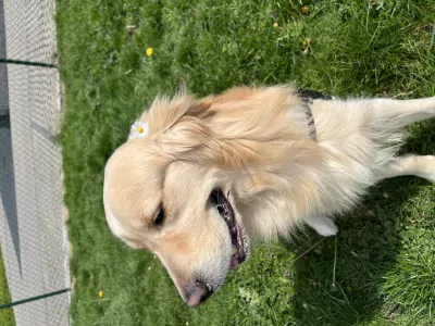Golden Retriever te koop verkopen Lier Belgie - 5436